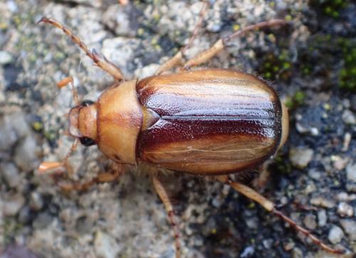 Réf. 246 798 : Rhizotrogus aestivus